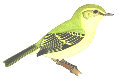 Historical image associated with Restinga Tyrannulet
