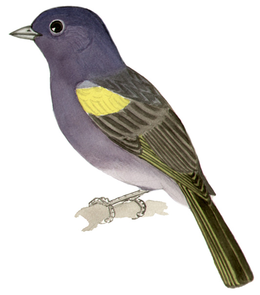 Historical image associated with Golden-chevroned Tanager