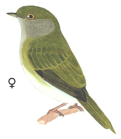 Historical image associated with Pin-tailed Manakin