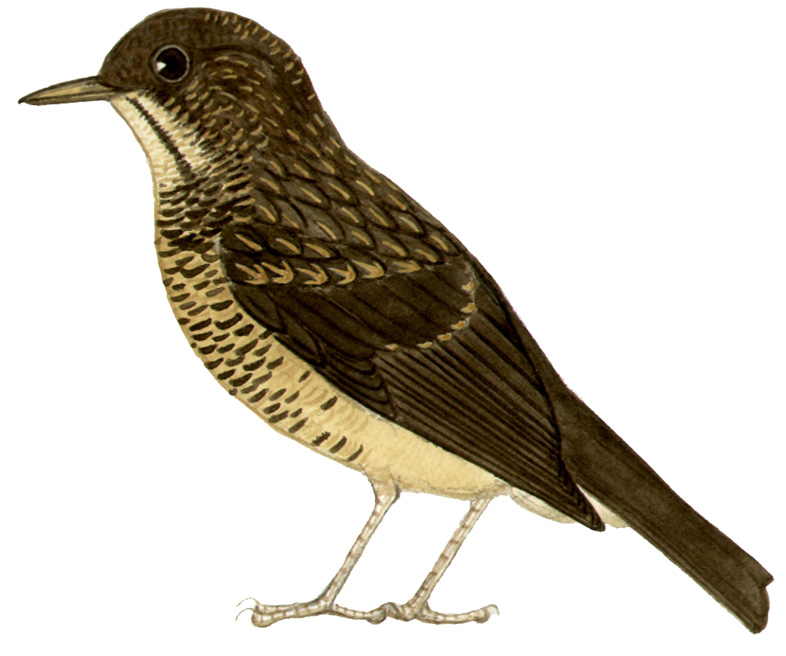 Historical image associated with White-necked Thrush