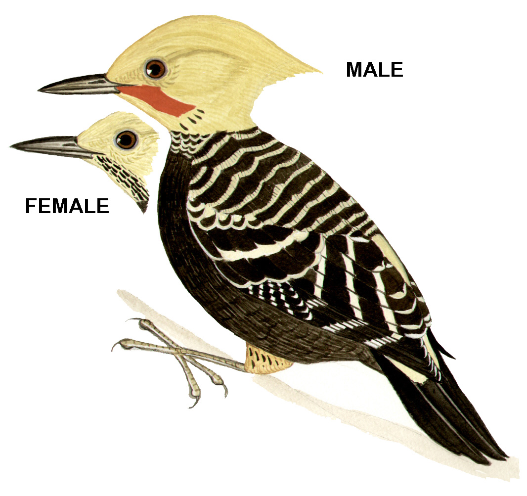 Historical image associated with Blond-crested Woodpecker