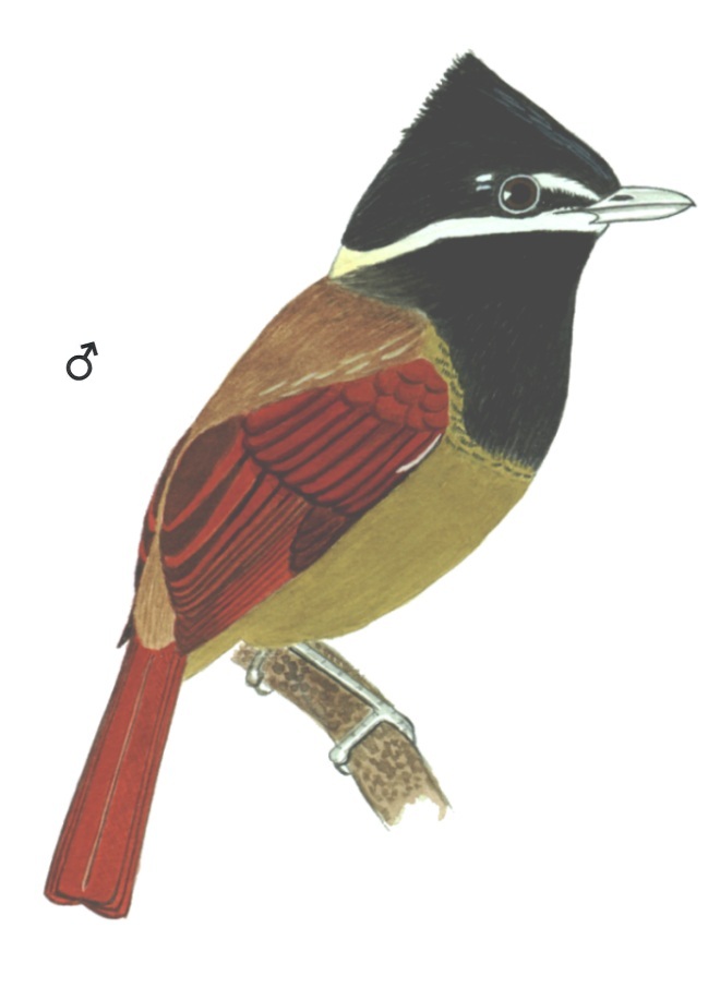 Historical image associated with White-bearded Antshrike