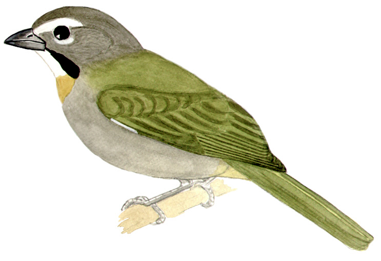 Historical image associated with Buff-throated Saltator