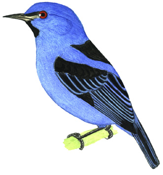 Historical image associated with Black-legged Dacnis