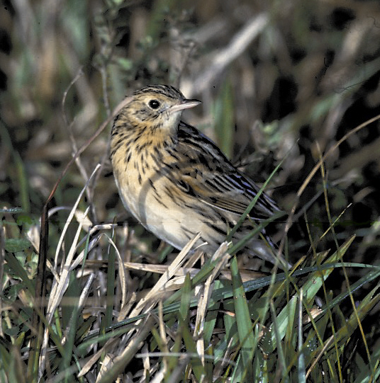 Historical image associated with Ochre-breasted Pipit
