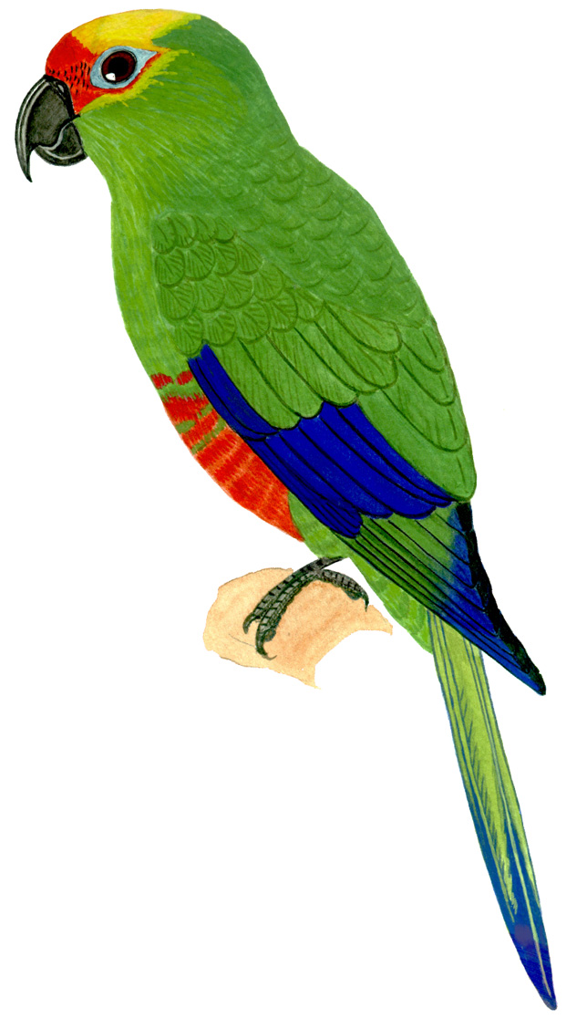 Historical image associated with Golden-capped Parakeet