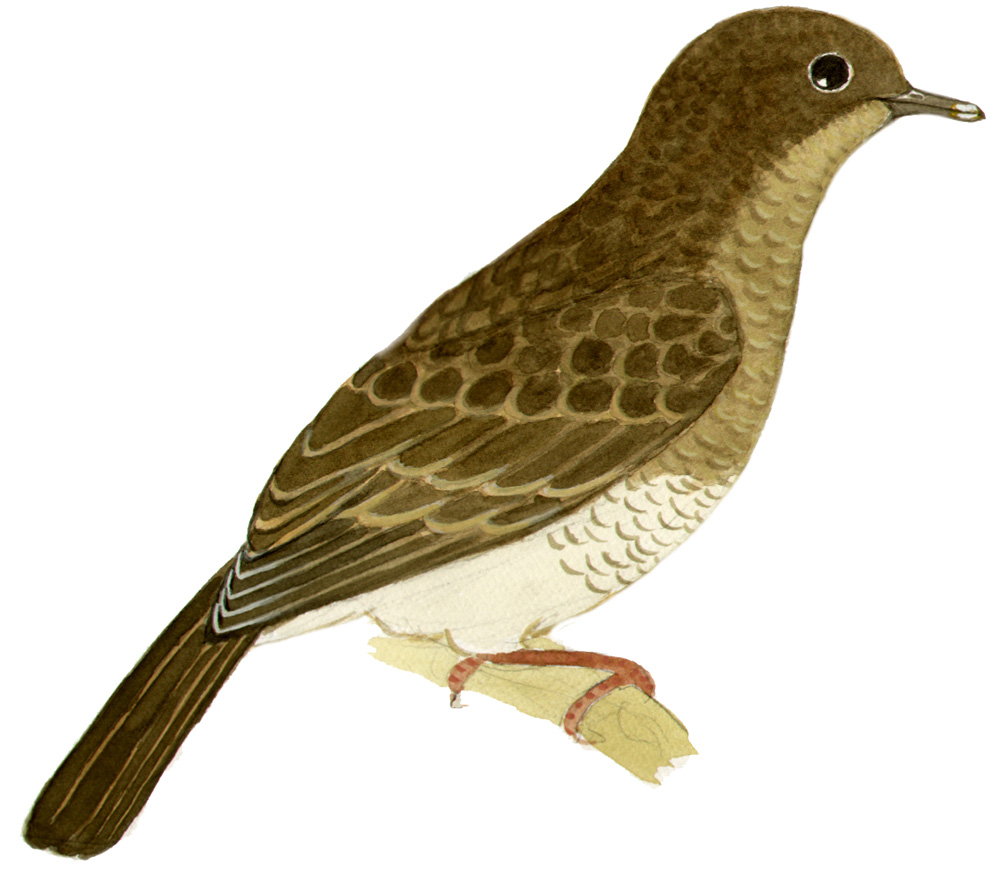 Historical image associated with Scaled Pigeon