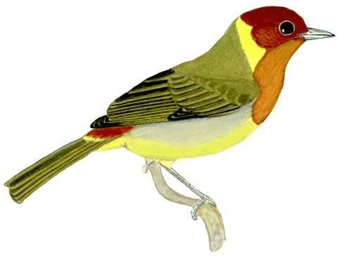 Historical image associated with Rufous-headed Tanager