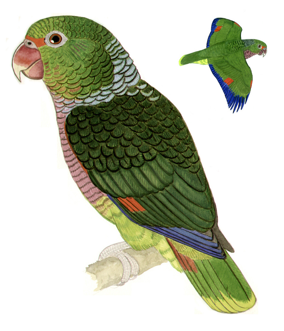 Historical image associated with Vinaceous-breasted Parrot