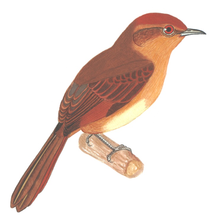 Historical image associated with Red-eyed Thornbird