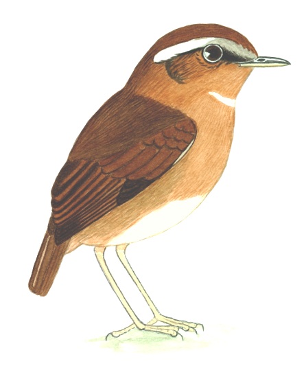 Historical image associated with Rufous Gnateater