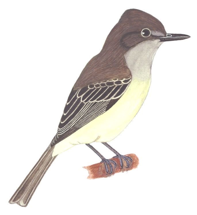 Historical image associated with Short-crested Flycatcher
