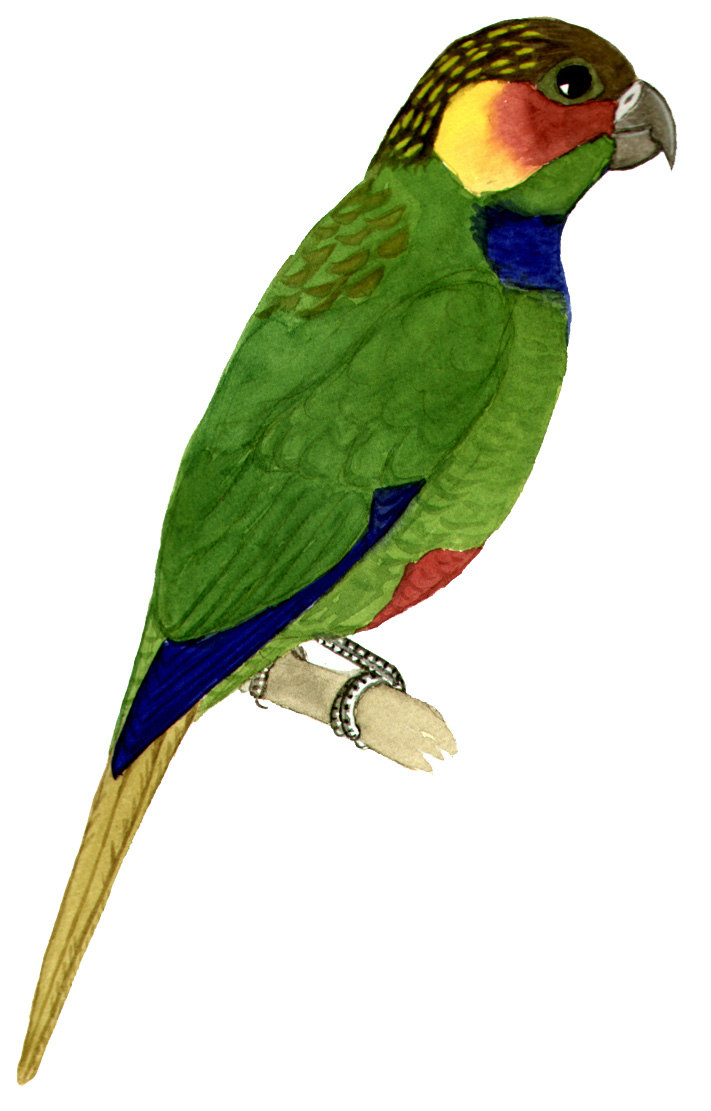 Historical image associated with Ochre-marked Parakeet