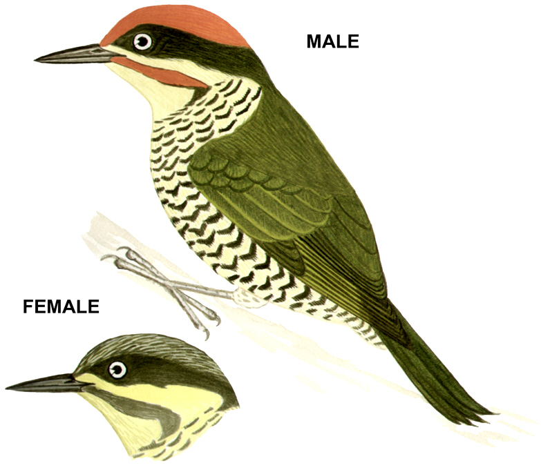 Historical image associated with Golden-green Woodpecker