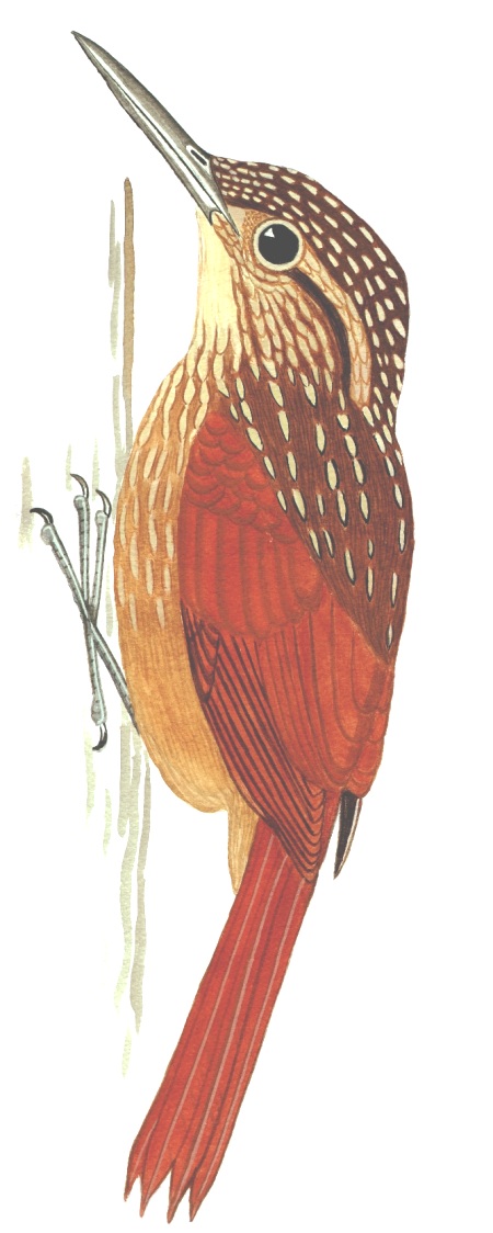 Historical image associated with Buff-throated Woodcreeper