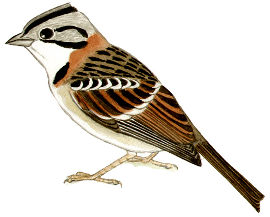 Historical image associated with Rufous-collared Sparrow