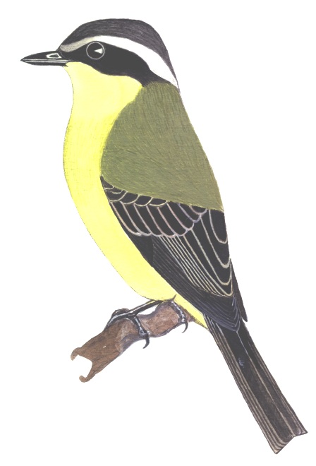 Historical image associated with Three-striped Flycatcher