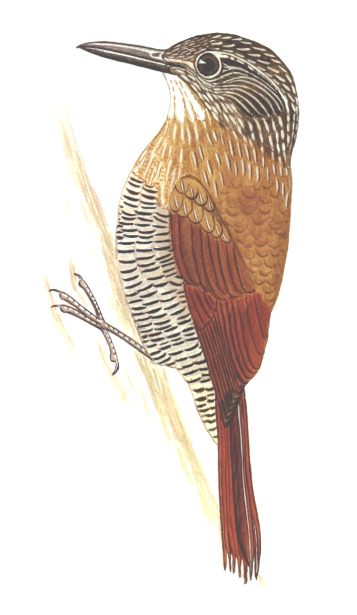 Historical image associated with Planalto Woodcreeper