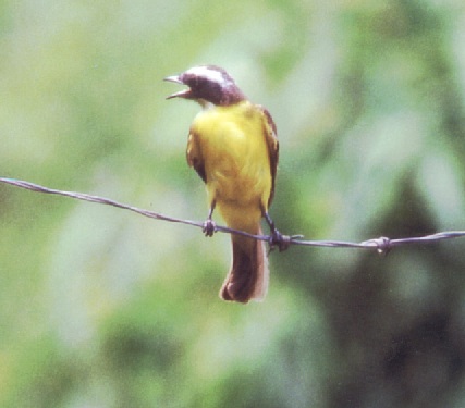 Historical image associated with Social Flycatcher
