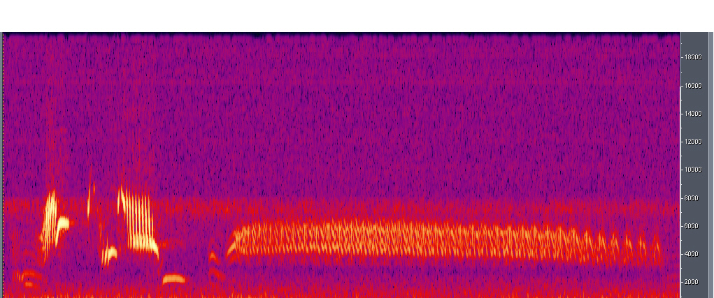 Historical image associated with Correndera Pipit