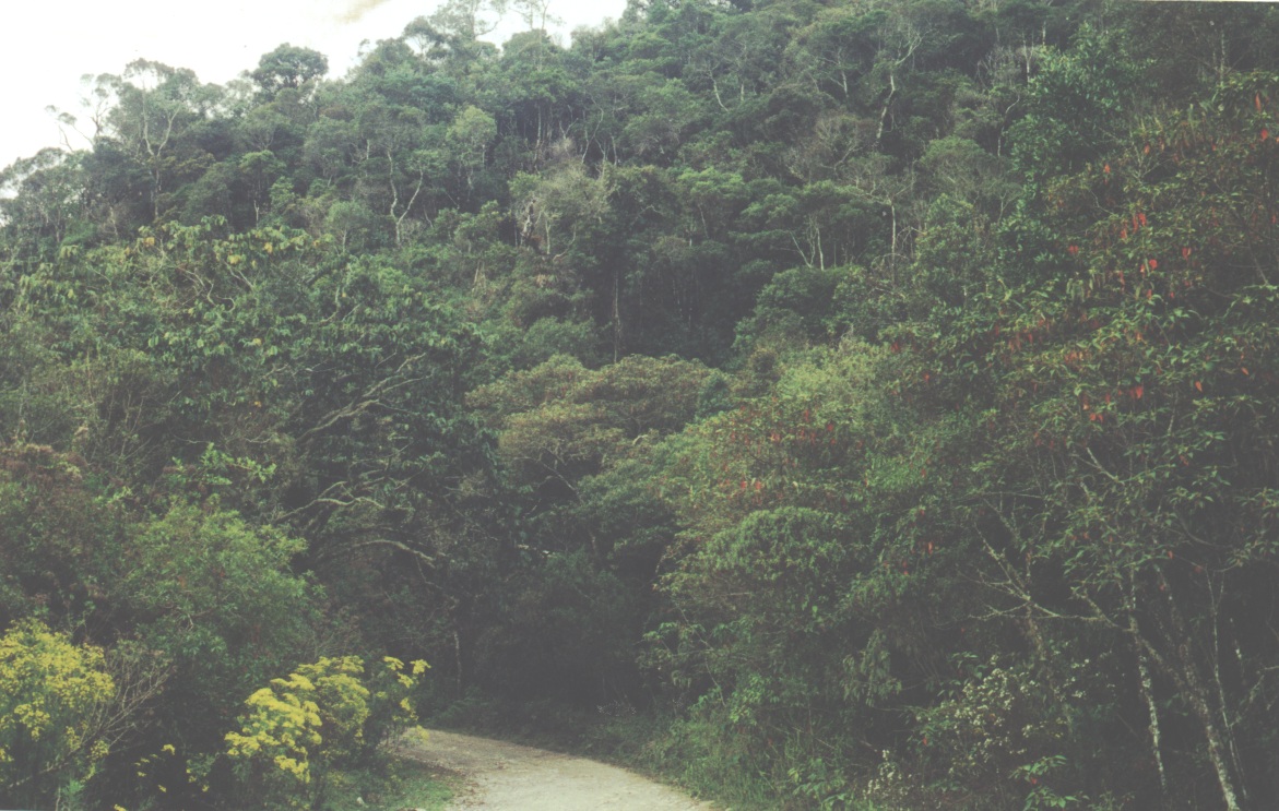 Historical image associated with Black-capped Manakin