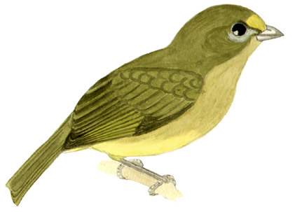 Historical image associated with Violaceous Euphonia