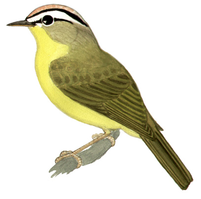 Historical image associated with Golden-crowned Warbler