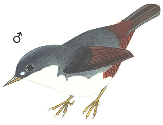Historical image associated with White-breasted Tapaculo