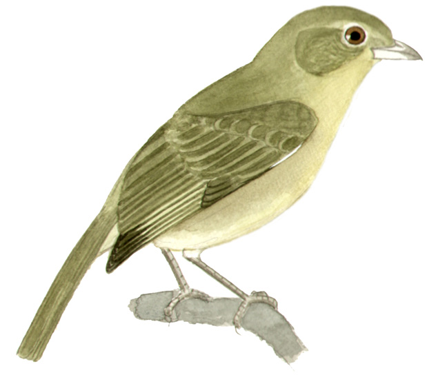 Historical image associated with Black-faced Tanager