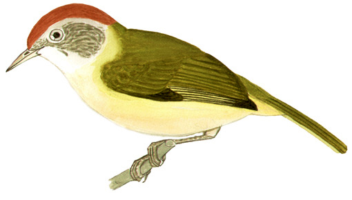 Historical image associated with Gray-eyed Greenlet