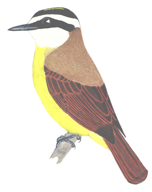 Historical image associated with Lesser Kiskadee
