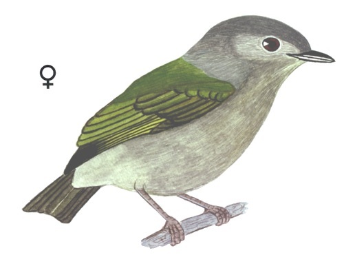 Historical image associated with White-crowned Manakin