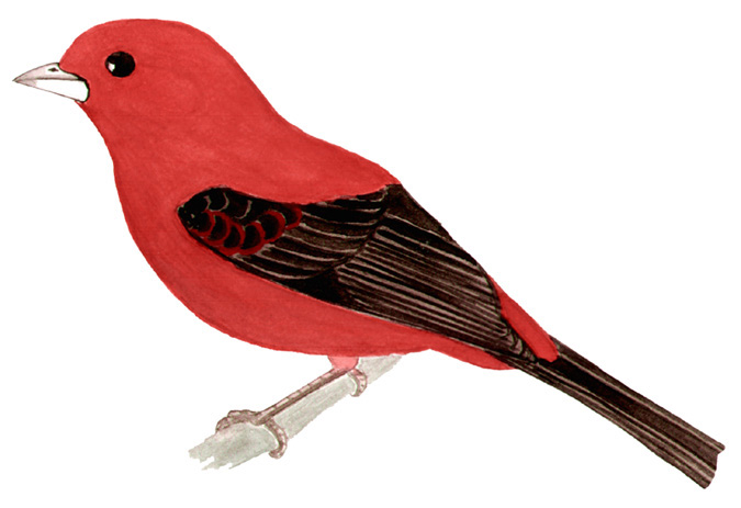Historical image associated with Brazilian Tanager