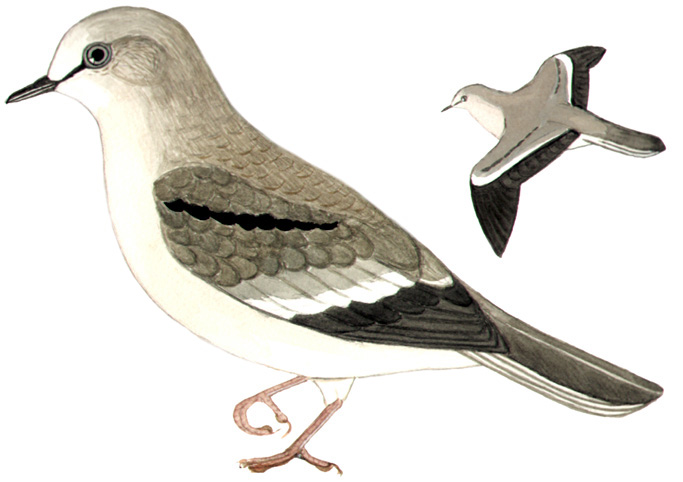 Historical image associated with Picui Ground-Dove