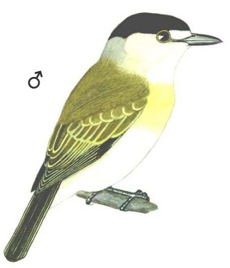 Historical image associated with Green-backed Becard