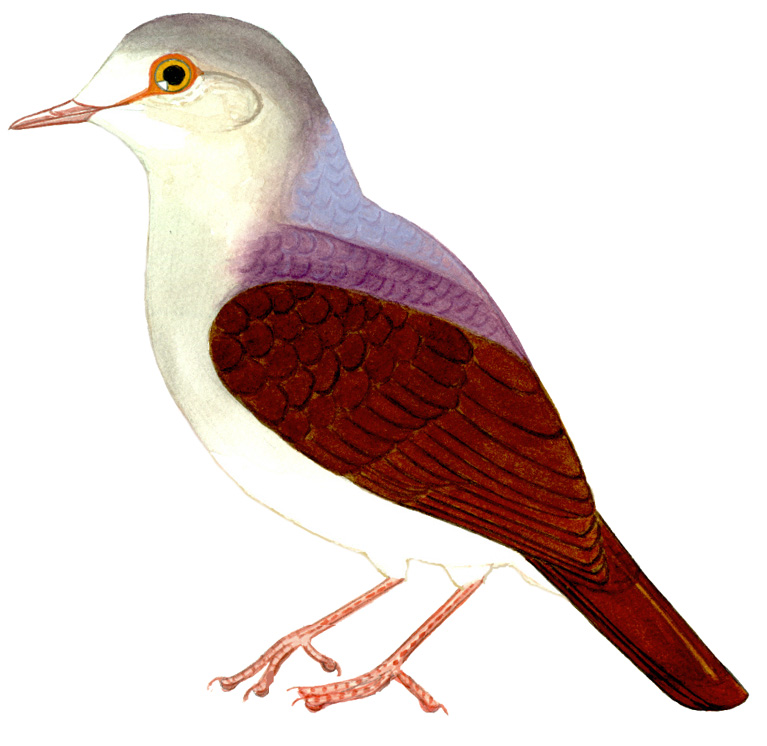 Historical image associated with Violaceous Quail-Dove