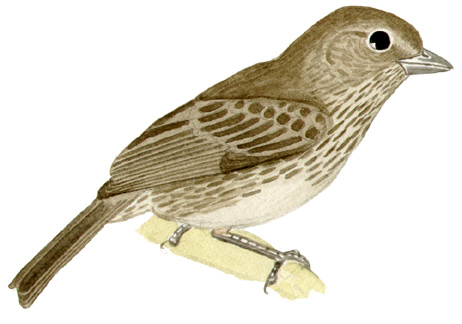 Historical image associated with Uniform Finch