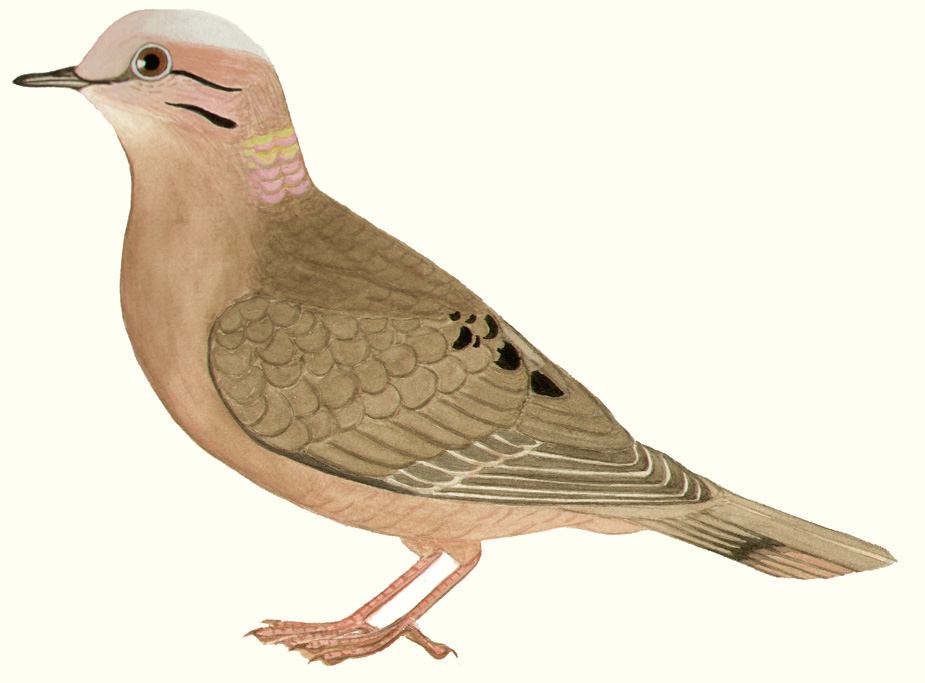 Historical image associated with Eared Dove