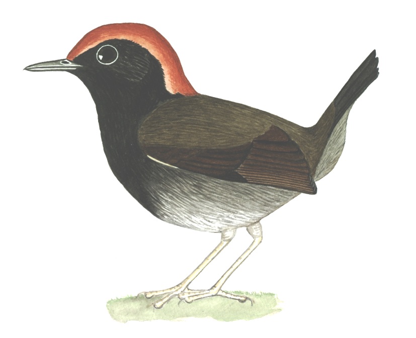 Historical image associated with Rufous-capped Antthrush