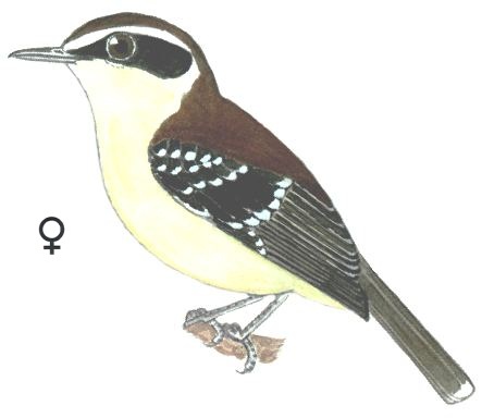 Historical image associated with Restinga Antwren