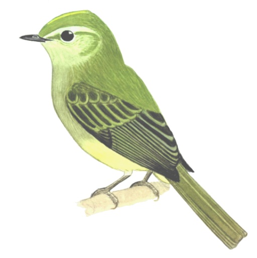 Historical image associated with Greenish Elaenia