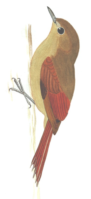 Historical image associated with Olivaceous Woodcreeper