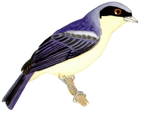 Historical image associated with Fawn-breasted Tanager