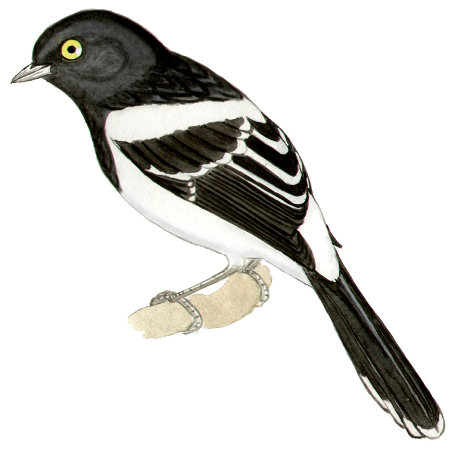 Historical image associated with Magpie Tanager