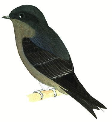 Historical image associated with White-thighed Swallow