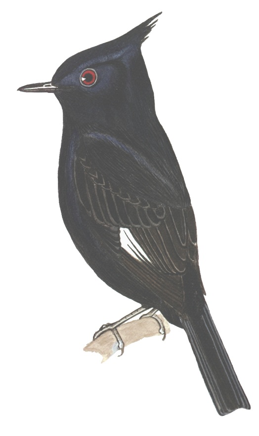 Historical image associated with Crested Black-Tyrant