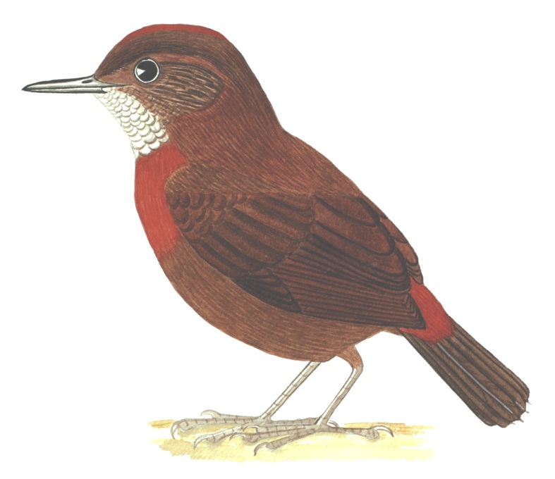Historical image associated with Rufous-breasted Leafscraper