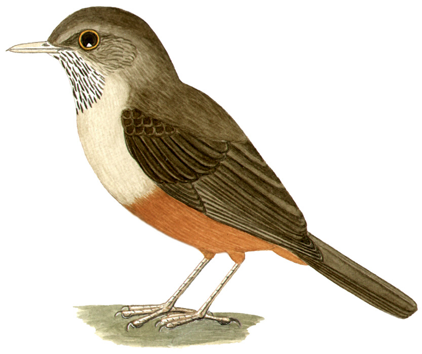 Historical image associated with Rufous-bellied Thrush