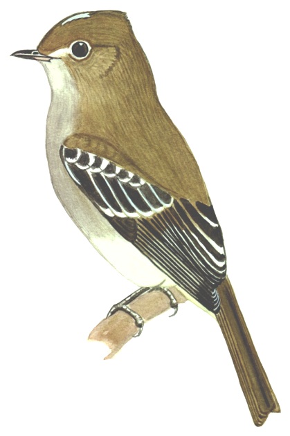 Historical image associated with White-crested Elaenia