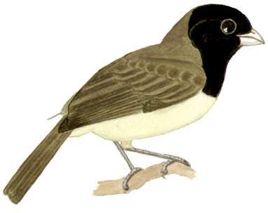 Historical image associated with Yellow-bellied Seedeater